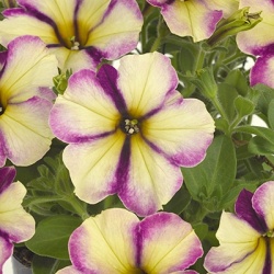 petunia_petunia-grandiflora-collection-jelly-roll