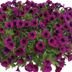 petunia_petunia-milliflora-vivini-burgundy
