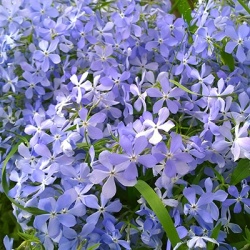 phlox-subulata-emerald-cushion-blues