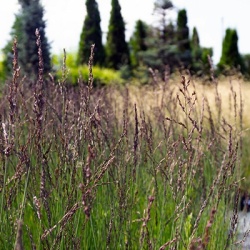 pijpenstrootje-molinia-caerulea-heidezwerg