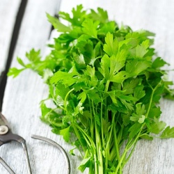 platte-peterselie-petroselinum-crispum-var-neapolitanum