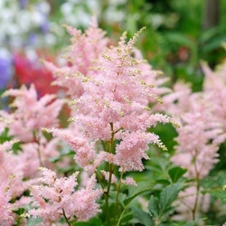 pluimspirea-astilbe-ardensii-color-flash
