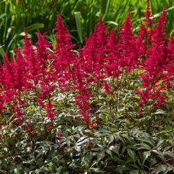 pluimspirea-astilbe-ardensii-fanal