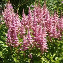 pluimspirea-astilbe-chinensis-vision-in-pink