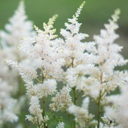 pluimspirea-astilbe-japonica-deutschland