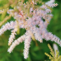 pluimspirea-astilbe-japonica-peach-blossom