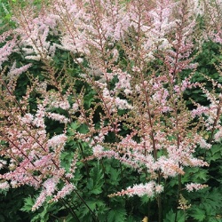 pluimspirea-astilbe-simplicifolia-sprite