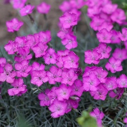 prachtanjer-dianthus-superbus-kahoris