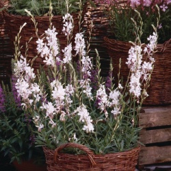 prachtkaars-gaura-lindheimeri-whirling-butterflies