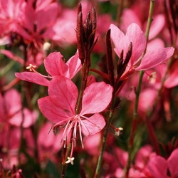 prachtkaars-gaura_belleza_dark-pink