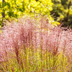 prachtriet_miscanthus-sinensis-david