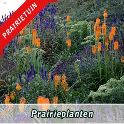 prairieplanten