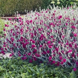 prikneus-lychnis-coronaria-gardeners-world