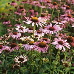 purperhoed-echinacea-purpurea-magnus