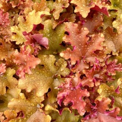purperklokje-heuchera-x-hybrida-amber-sea