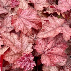 purperklokje-heuchera-x-hybrida-plum-power