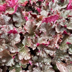 purperklokje-heuchera-x-hybrida-prince