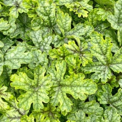 purperklokje-heuchera-x-hybrida-tapestry