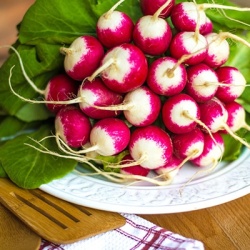 radijs-raphanus-sativus-var-sativus