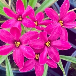 rapsterretje-rhodoxis-titia