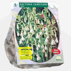 reuzen_zomerhyacint_galtonia-candicans-per-5