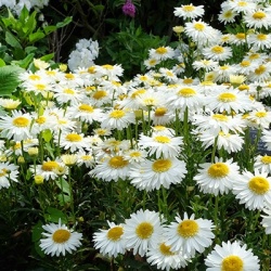 reuzenmargriet-leucanthemum-superbum-real-glory