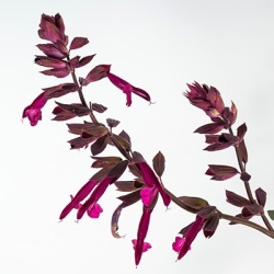 reuzensalie-salvia-hybrid-love-and-wishes