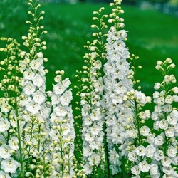 ridderspoor-delphinium-delgenius-tm-glitzy