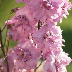 ridderspoor-delphinium-delgenius-tm-juliette-euapaf