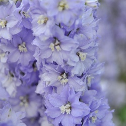 ridderspoor-delphinium-delgenius-tm-shelby-euapaf