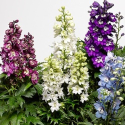 ridderspoor-delphinium-elatum-delphina-dark-blue-white-bee