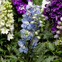 ridderspoor-delphinium-elatum-delphina-light-blue-white-bee_1868774747