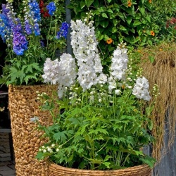 ridderspoor-delphinium-elatum-excalibur-pure-white