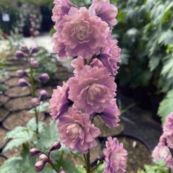 ridderspoor-delphinium-elatum-highlander-mystery-sensation
