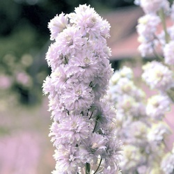 ridderspoor-delphinium-highlander-cha-cha