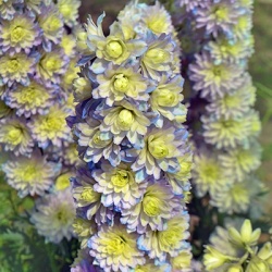 ridderspoor-delphinium-highlander-crystal-delight