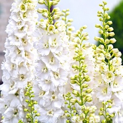ridderspoor-delphinium-pacific-giant-galahad