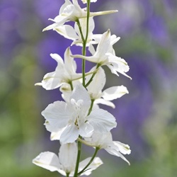riddersporen-delphinium-bella-andes-white