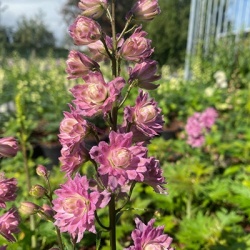 riddersporen_delphinium-highlander-flamenco-eu49418pp27705