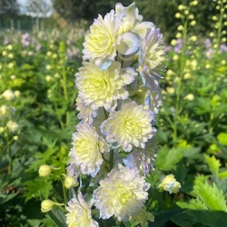 riddersporen_delphinium-highlander-moonlight-eu38435pp20340