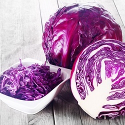 rode-kool-brassica-oleracea-var-capitata-f-rubra