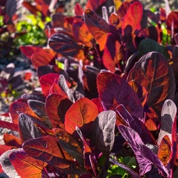 rode-melde-atriplex-hortensis