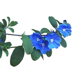 rotswinde-convolvulus-sabatius-manati-deep-blues