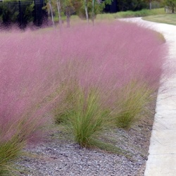 roze_haargras_muhlenbergia-capillaris