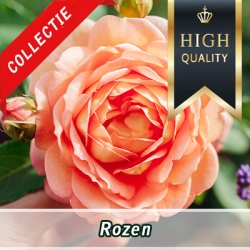 rozen