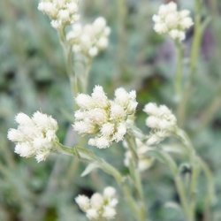 rozenkransje-antennaria-dioica-alba