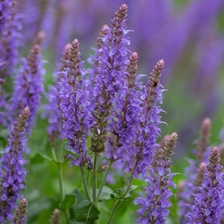 salie-salvia-edula-blue