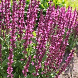 salie-salvia-edula-rose