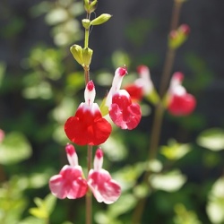 salie-salvia-microphylla-hot-lips