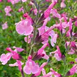 salie-salvia-microphylla-lucia